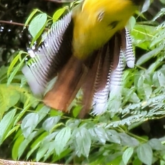 Trogon rufus tenellus