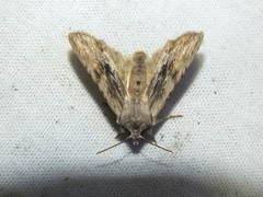 Lithophane socia