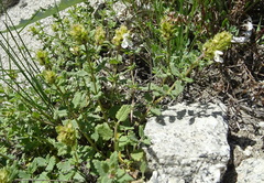 Dracocephalum nodulosum