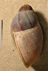 Megalobulimus