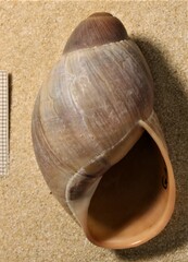 Megalobulimus