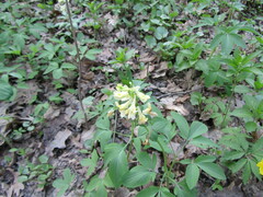 Corydalis cava marschalliana