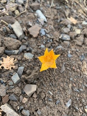 Alstroemeria patagonica