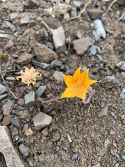 Alstroemeria patagonica