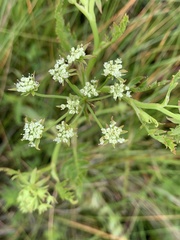 Berula
