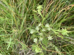 Berula