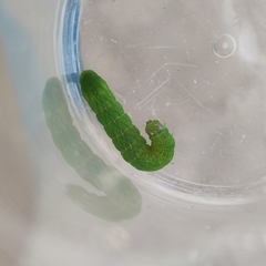 Phlogophora