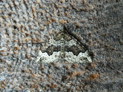 Lampropteryx suffumata