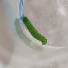 Phlogophora