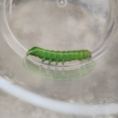 Phlogophora