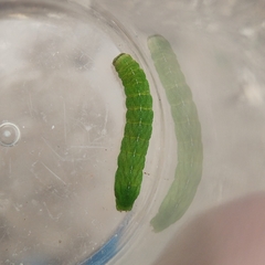 Phlogophora