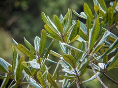 Elaeocarpus dentatus