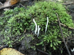 Clavaria subfalcata