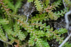 Selaginella helvetica