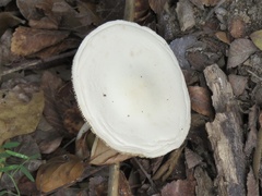 Amanita citrina