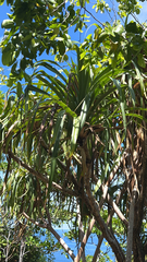 Pandanus tectorius