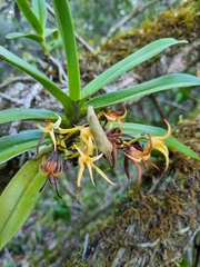 Cyrtorchis arcuata arcuata