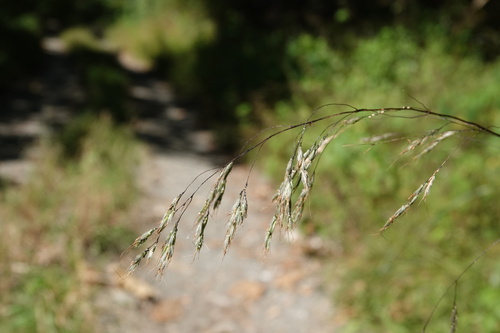 Spodiopogon cotulifer iNat (2)