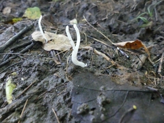Clavaria subfalcata
