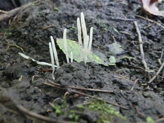 Clavaria subfalcata