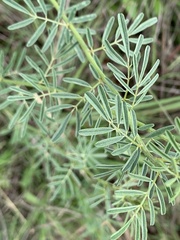 Indigofera zeyheri