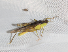 Paulinia acuminata