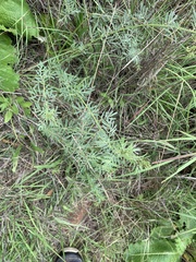 Indigofera zeyheri