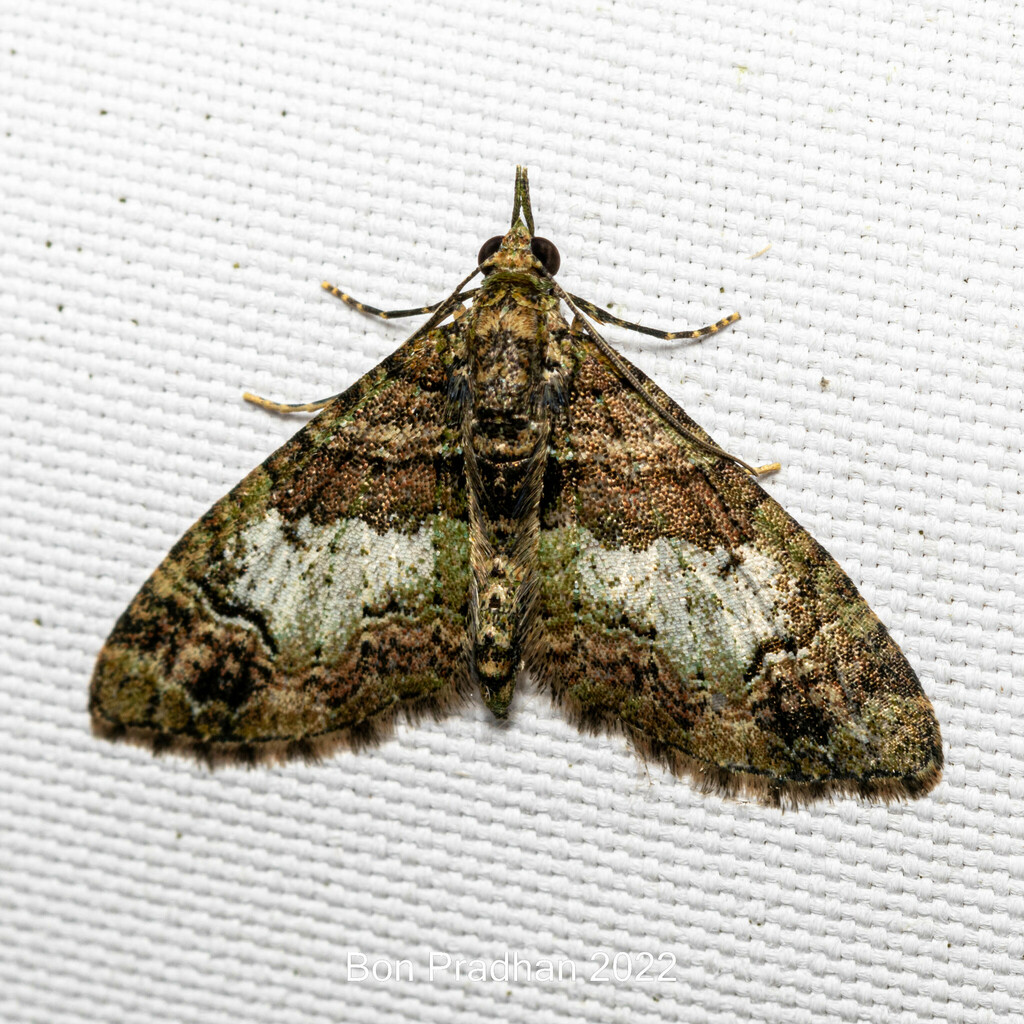 Chloroclystis variospila