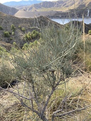 Ephedra fragilis