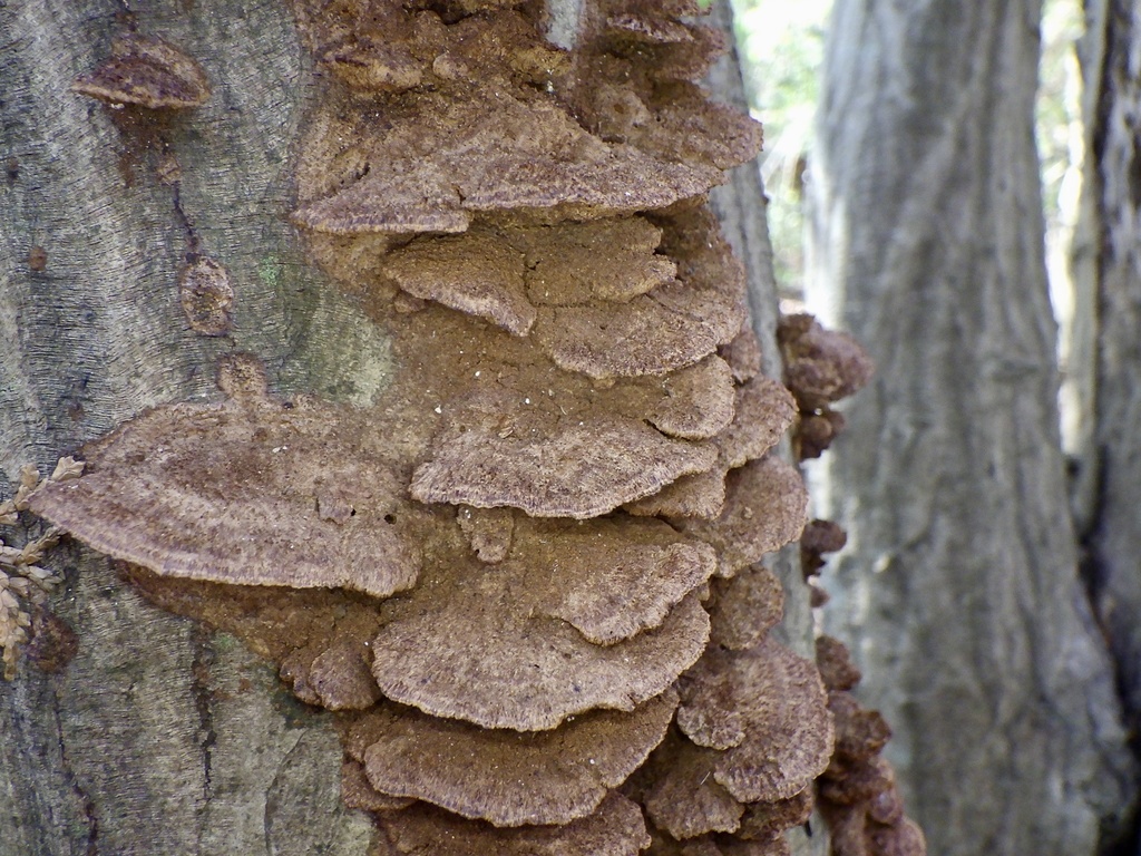 Fuscoporia gilva · December 2022 · photo: © re_nebel (iNaturalist, cc-by)