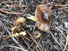 Hygrophorus hypothejus