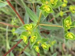 Euphorbia striata