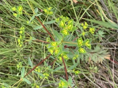 Euphorbia striata