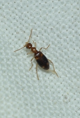 Stricticomus tobias