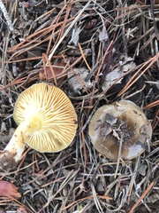 Hygrophorus hypothejus