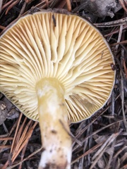 Hygrophorus hypothejus