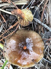 Hygrophorus hypothejus