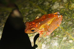 Rhacophorus pardalis