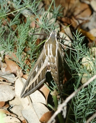 Hyles livornica