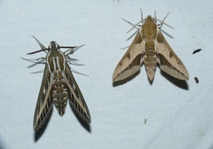 Hyles livornica