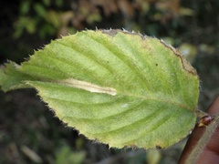 Phyllonorycter japonica