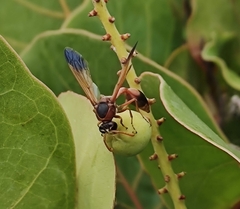Delta dimidiatipenne