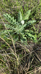 Cirsium undulatum