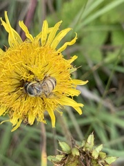 Apis mellifera scutellata