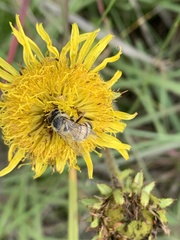Apis mellifera scutellata