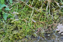 Selaginella helvetica