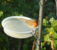 Erithacus rubecula