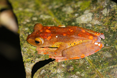 Rhacophorus pardalis