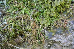 Selaginella helvetica