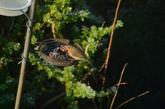Erithacus rubecula